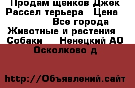 Продам щенков Джек Рассел терьера › Цена ­ 25 000 - Все города Животные и растения » Собаки   . Ненецкий АО,Осколково д.